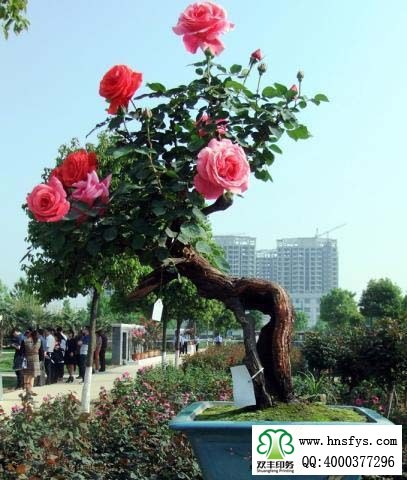2015 南陽月季展玉雕節(jié)已開幕，花已開好 君可來矣
